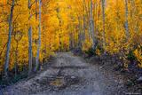 Golden Lined