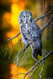 Great Grey Glow