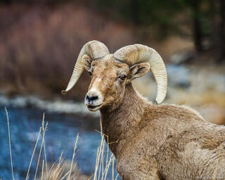 Big Thompson