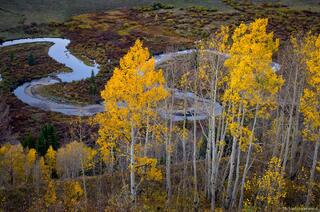 East River Aspens