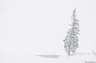 Lone Tree