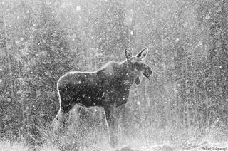 Yearling Spring