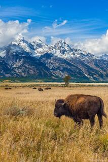 Teton Bison
