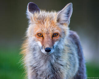 Spring Gaze