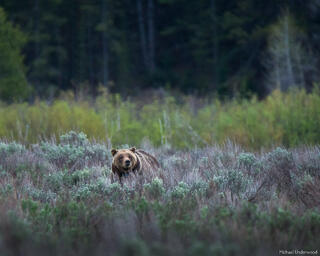 Grizzly Twilight