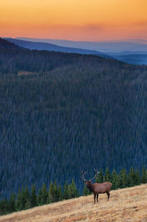 Tundra Elk