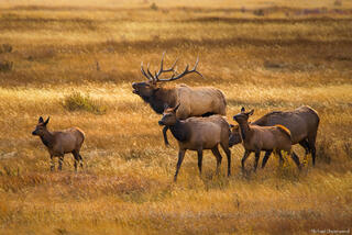 The Golden Guard