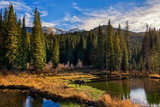 Mountain Moose