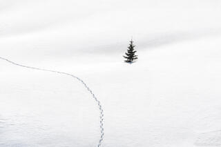 Solitary Traveler