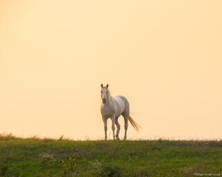 The Watcher on the Hill