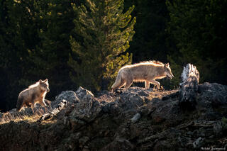 Sunlit Wolves