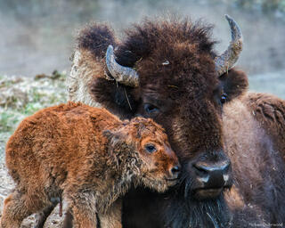 Baby Bison