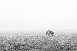 Bison Weather