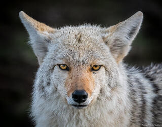 Coyote Stare