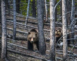 Wild Forest