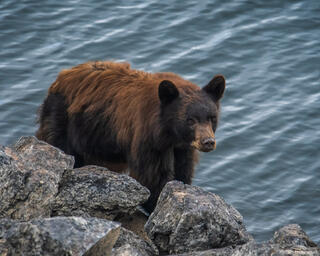 Lake Bear