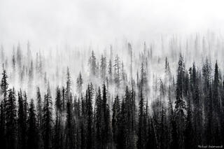 Ghost Trees