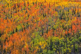 Autumn Palette