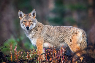Mountain Coyote