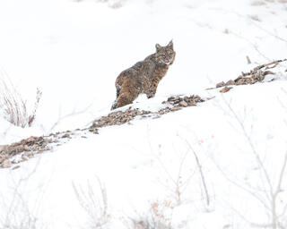 Bobcat