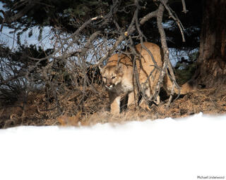 The Stalking Lion