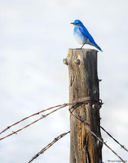 Sign of Spring