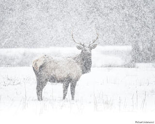 Snow Elk