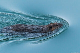 Beaver Swim