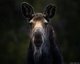 Matriarch