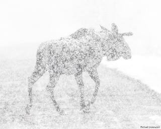 Snow Moose