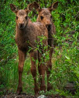 Moose Twins