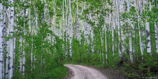 Into the Aspens