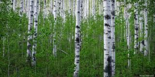 Summer Aspens Panorama