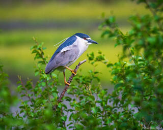 Night Heron