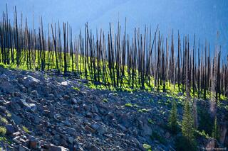 Regrowth