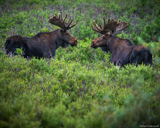 Moose Mirror