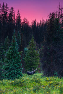 The Clearing