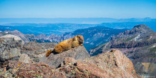 Marmot's Home
