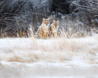 Coyote Love