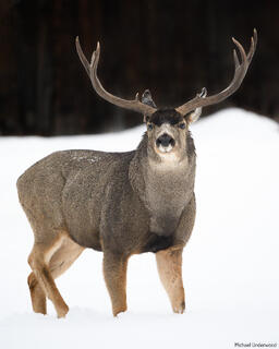 Town Buck