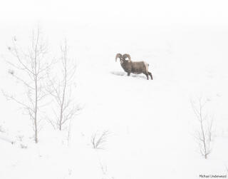 Snow Ram