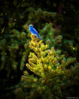 Light Perch