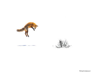 Pounce
