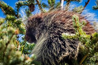 Porcupine Pine