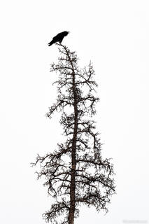 Dead Caw