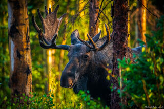 Morning Moose