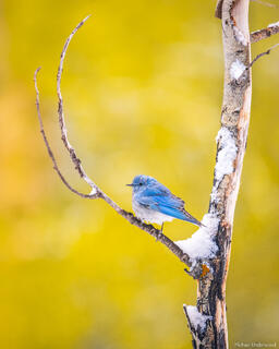 Bluebirds