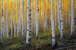 Aspen Forest