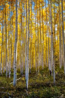 Aspens in Fall