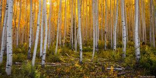 Morning Aspens